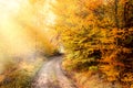 Sunny Autumn Road in golden forest, beautiful fall season Royalty Free Stock Photo