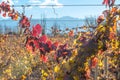 Sunny Autumn Vineyard. Mendoza