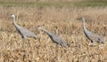 Three Sandhill Cranes In Autumn Grains