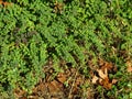 Sunny autumn weather in the park forest. Green leaves, shrubs, bushes and dry tree leaves.