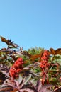 Sunny background with clear blue sky and a bush of Picinus Communis with red spiky flowers