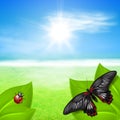 Sunny background with green grass and insects Royalty Free Stock Photo