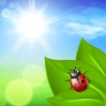 Sunny background with green grass and ladybird Royalty Free Stock Photo