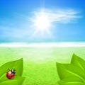 Sunny background with green grass and ladybird Royalty Free Stock Photo