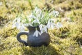 Sunny background with snowdrops in handmade vase of black pottery in sunlight of spring garden Royalty Free Stock Photo