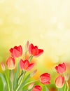 Sunny background with tulips flowers Royalty Free Stock Photo