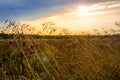 Sunny backlight corn field Royalty Free Stock Photo