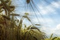 Sunny barley field against the blue sky with clouds