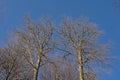 Sunny bare beech crowns o a blue sky