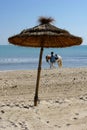 Sunny beach with horse