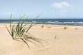 Sunny beach with marram grass, sand and North sea on Sylt island Royalty Free Stock Photo