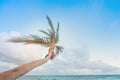 Sunny beach in mexican caribe, palm tree.