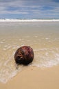 Sunny beach with a ripe coconut Royalty Free Stock Photo