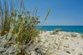 Sunny Beach with Sand Dunes and Blue Sky. Ocean