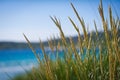 Sunny beach with sand dunes, tall grass and blue sky. Royalty Free Stock Photo