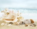 Sunny beach with shells Royalty Free Stock Photo