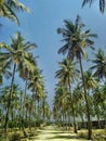A sunny beachside coconut farm