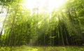 Sunny beams in forest Royalty Free Stock Photo