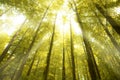 Sunny beams in forest Royalty Free Stock Photo