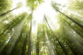 Sunny beams in forest Royalty Free Stock Photo