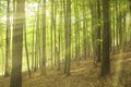 Sunny beams in forest Royalty Free Stock Photo