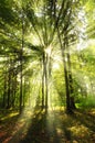 Sunny beams in forest Royalty Free Stock Photo