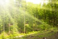 Sunny beams in forest Royalty Free Stock Photo