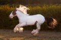 Sunny beautiful drumhorse stallion trotting in sunshine green meadow Royalty Free Stock Photo