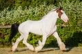 Sunny beautiful drumhorse stallion trotting in sunshine green meadow Royalty Free Stock Photo