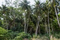 Sunny beautiful tropical forest landscape in the jungles at the island Manadhoo the capital of Noonu atoll Royalty Free Stock Photo