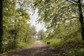 Sunny Beech forest in Denmark