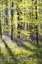 Sunny beech forest with flowering bluebells