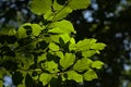 Sunny beech leaves in the forest