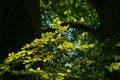 Sunny beech leaves in the forest