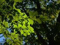 Sunny beech leaves in the forest