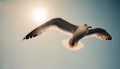 sunny behind overhead flying bird skies A Seagull large Sky Nature Ocean Freedom Wildlife Seaside Avian Feathers Birdwatching