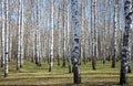 Sunny birch forest in first spring greens