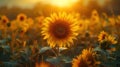 Sunny Bloom: A Close-up Shot of a Vibrant Sunflower in Full Bloom Royalty Free Stock Photo