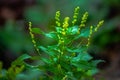 Sunny Blooms: Yellow Flowers on Green Branches Royalty Free Stock Photo