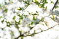 Sunny blossom flowers branch tree