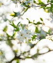 Sunny blossom flowers branch tree