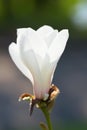 Sunny blossom magnolia tree flower