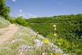 Sunny Blue Sky, Meadow and a tree Royalty Free Stock Photo