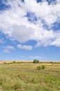 Sunny Blue Sky, Meadow and a tree Royalty Free Stock Photo