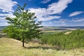 Sunny Blue Sky, Meadow and a tree Royalty Free Stock Photo