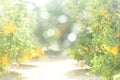 A sunny blurred background of an orange orchard.