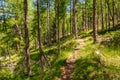 Hiking and climbing in the forest at Schweizerpfad path from Saas-Grund to Triftalp Royalty Free Stock Photo