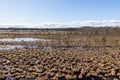 Sunny bright day at Latvian boggy brown peat bog at blue wetlands.