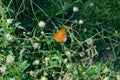 Sunny Butterfly on tiny Flower Summer Scene Background