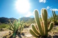 sunny cactus desert, summer